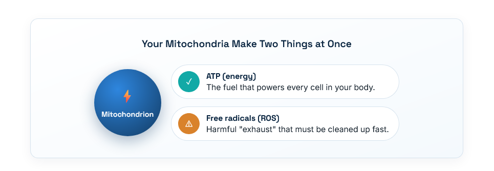 glutathione mitochondrial health infographic